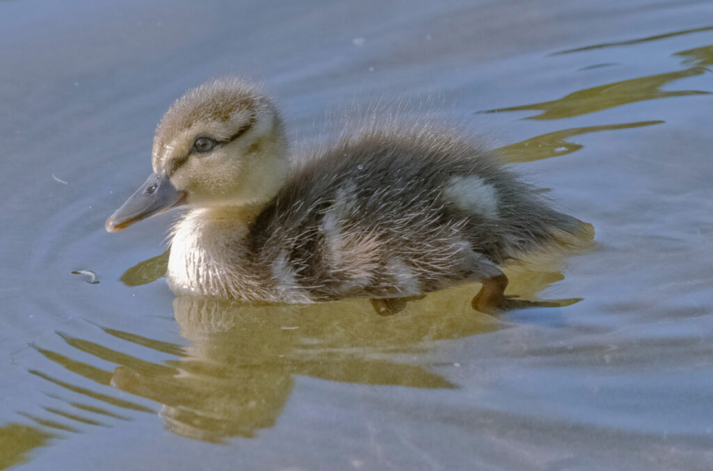 Animals of Stuttgart: Malard (Anas platyrhynchos) / Stockente / Canard malard / Anade azulón // juvenil 