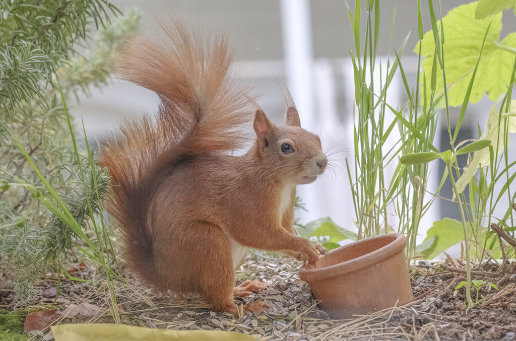 Animals of Stuttgart: Red squirrel (Sciurus vulgaris) / Eichhörnchen / Écureuil roux / Ardilla roja 