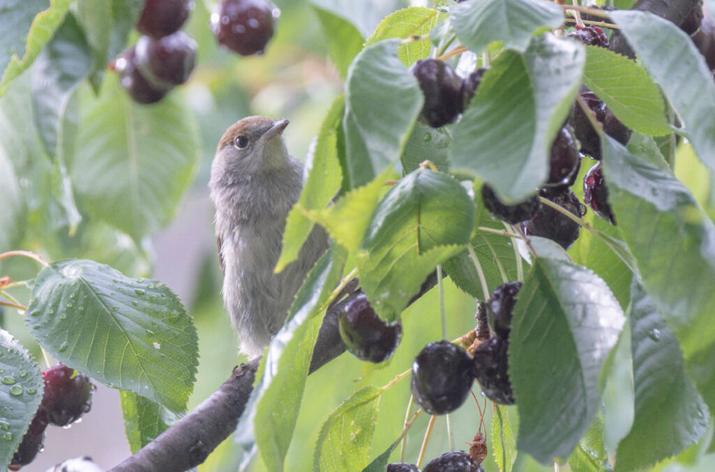 Animals of Stuttgart: Blackcap (Sylvia atricapilla) / Mönchsgrasmücke / Fauvette à tête noire / Curruca capirotada // juvenil 