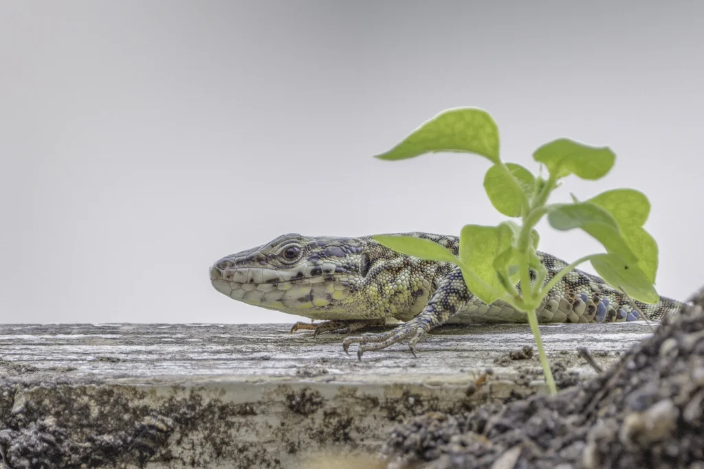 Animals of Stuttgart: Wall lizard (Podarcis muralis) / Mauereidechse / Lézard des murailles / Lagartija roquera