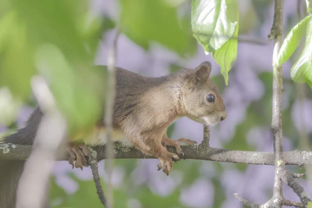 Animals of Stuttgart: Red squirrel (Sciurus vulgaris) / Eichhörnchen / Écureuil roux / Ardilla roja