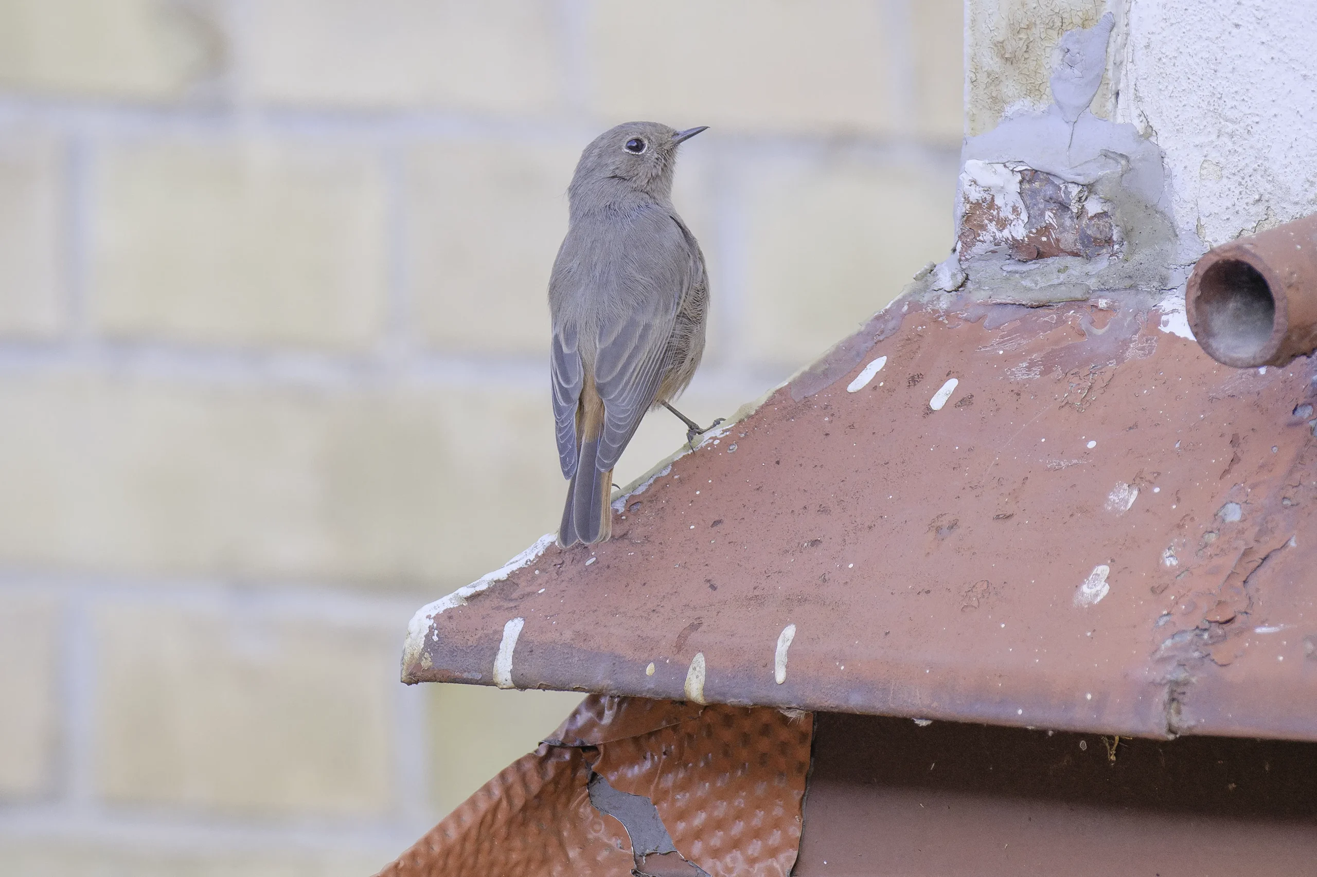 Animals of Stuttgart: Black redstart (Phoenicurus ochruros) / Hausrotschwanz / Rougequeue noir / Colirrojo tizón // fem