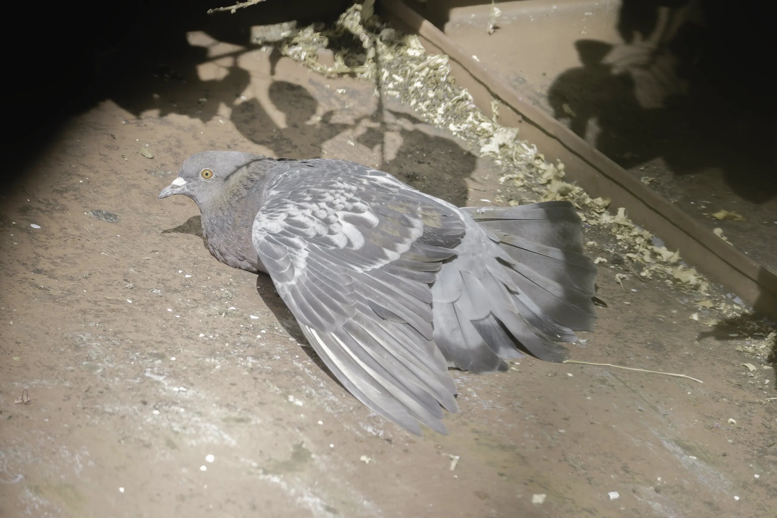 Animals of Stuttgart: Feral pigeon (Columba livia forma urbana) / Stadttaube / Pigeon des villes / Paloma callejera // fem