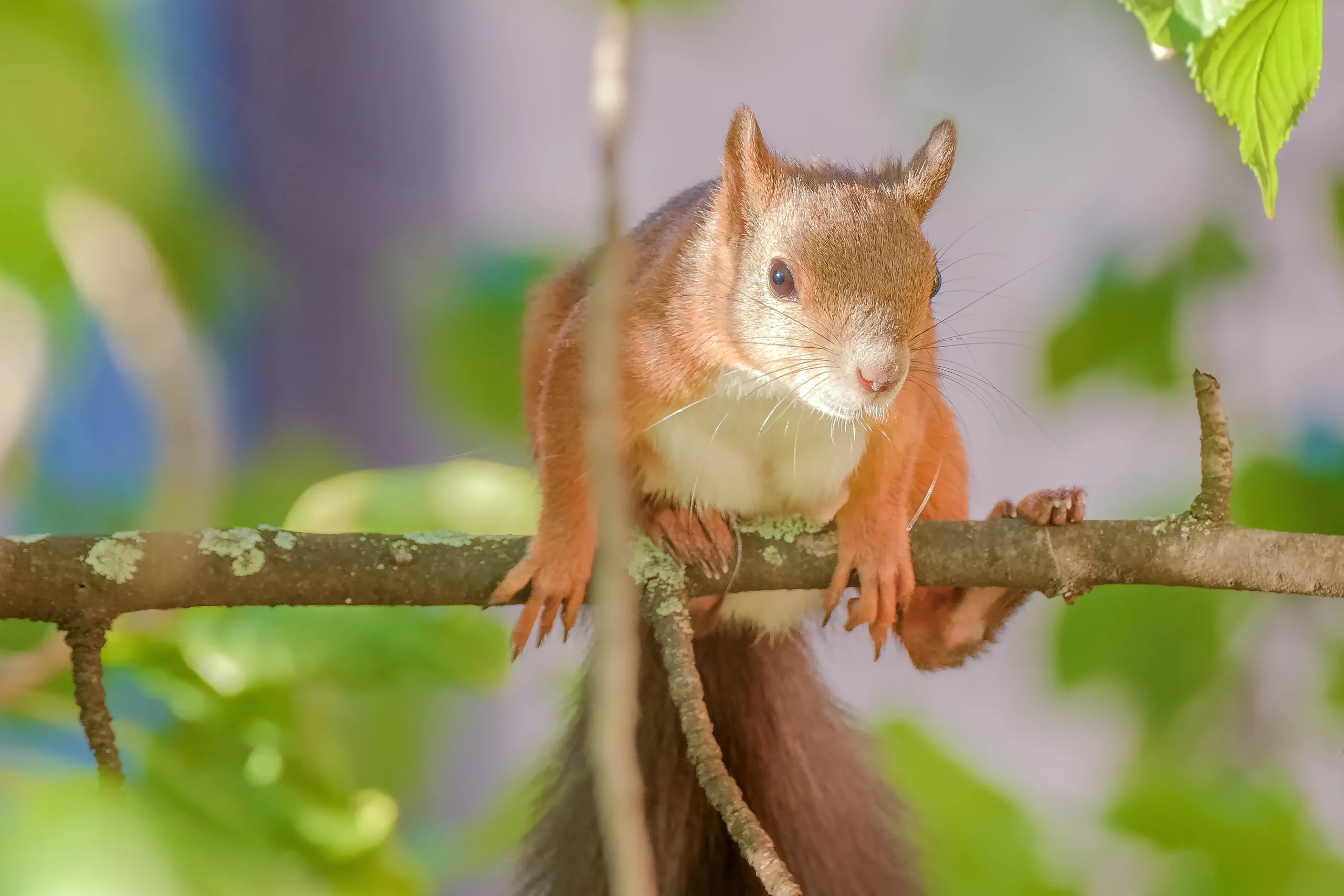 Animals of Stuttgart: Red squirrel (Sciurus vulgaris) / Eichhörnchen / Écureuil roux / Ardilla roja