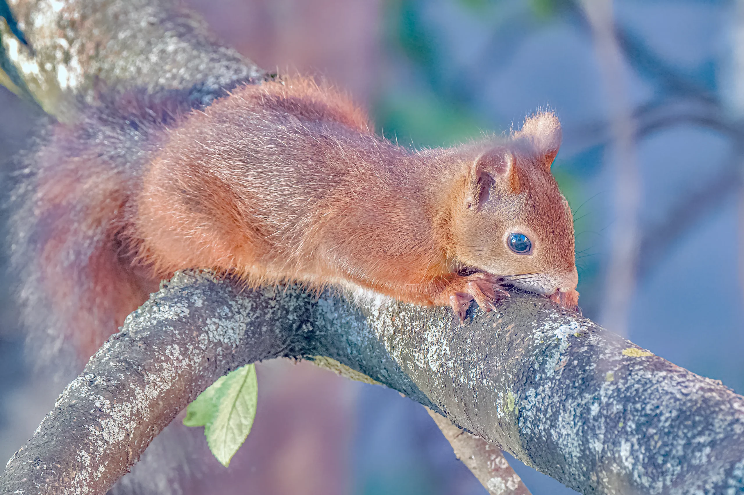Animals of Stuttgart: Red squirrel (Sciurus vulgaris) / Eichhörnchen / Écureuil roux / Ardilla roja // juvenil