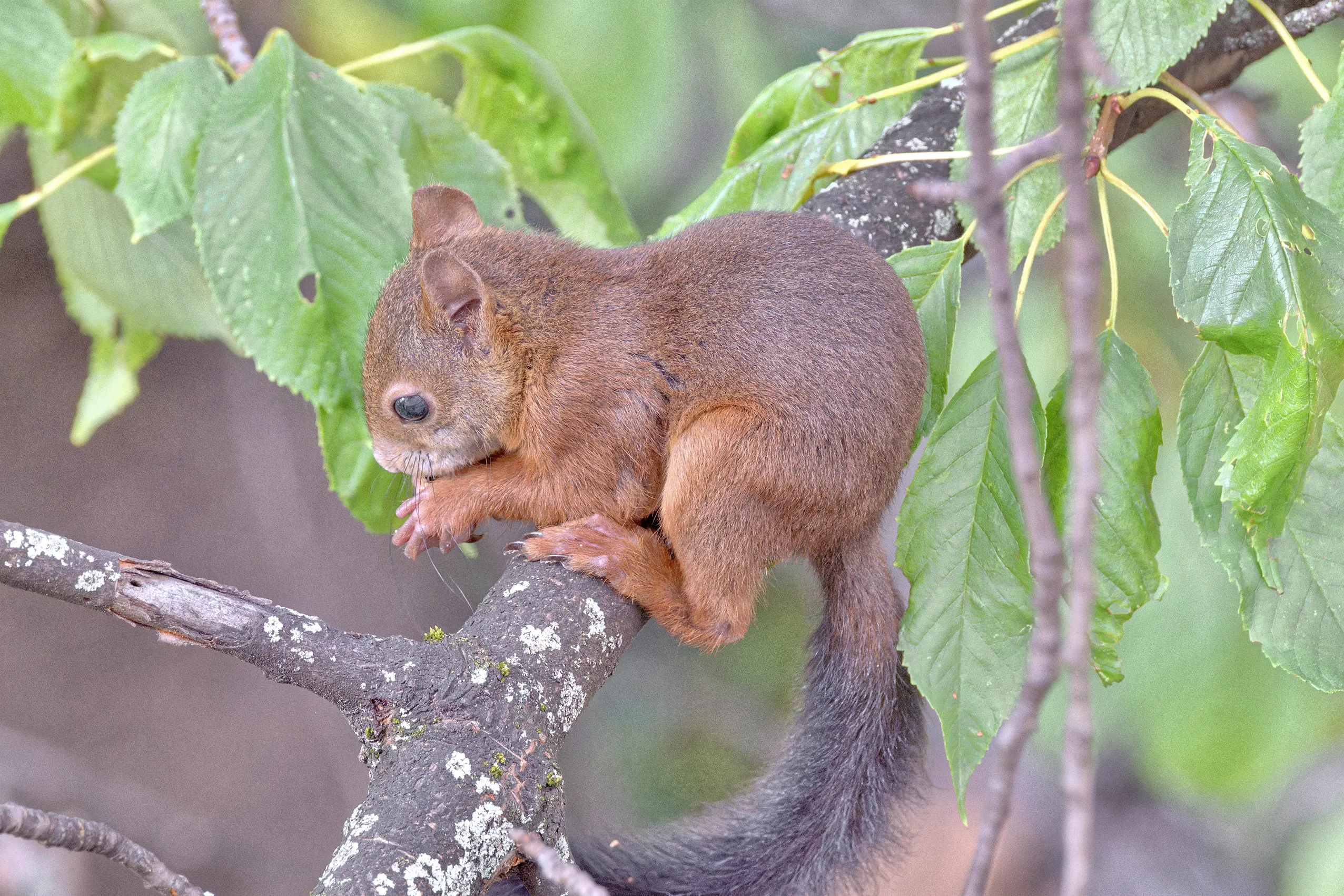 Animals of Stuttgart: Red squirrel (Sciurus vulgaris) / Eichhörnchen / Écureuil roux / Ardilla roja // juvenil